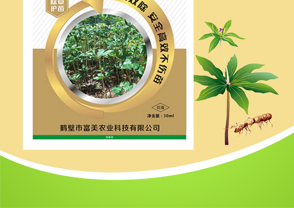 重楼伞ŞU中药材除草?富美_02.jpg