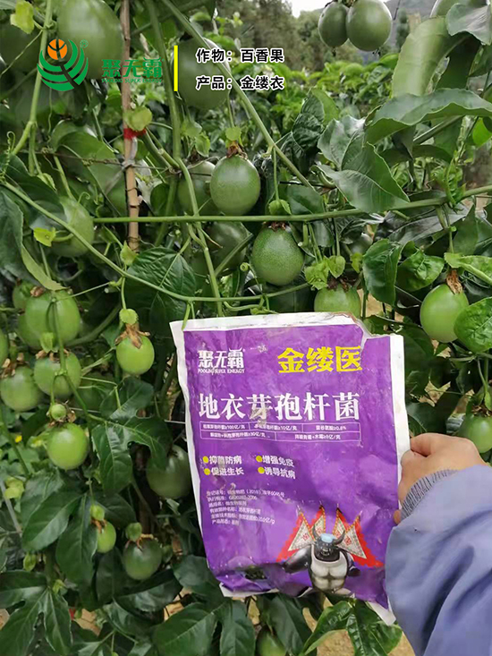 金缕d芽孢杆?聚无?.jpg